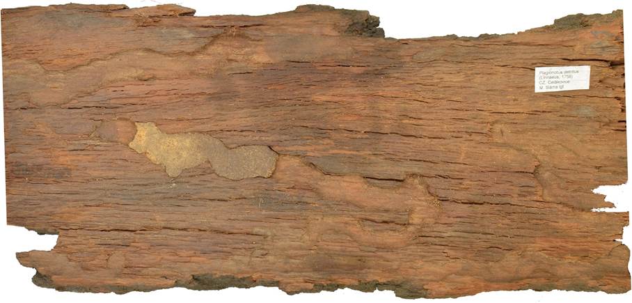 Pb CZ Quercus.JPG
